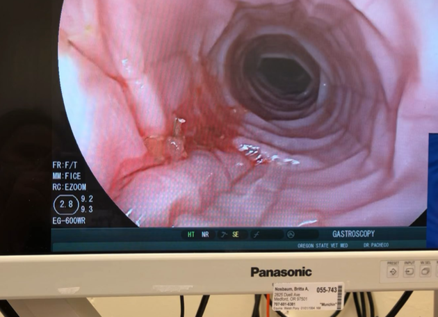 <p>1. ideally perform endoscopy to assess mucosa</p><p>2. if esophageal ulcers present- give sucralfate</p><p>3. gradual re-intro of water and softened feeds (may need to hold off feed if mucosal lesions)</p><p>4. if painful (common) give NSAIDs (banamine)</p><p>5. if evidence/suspicion of aspiration give abx</p><p>6. if dehydrated/electrolyte imbalances- give fluids w/ additives</p>