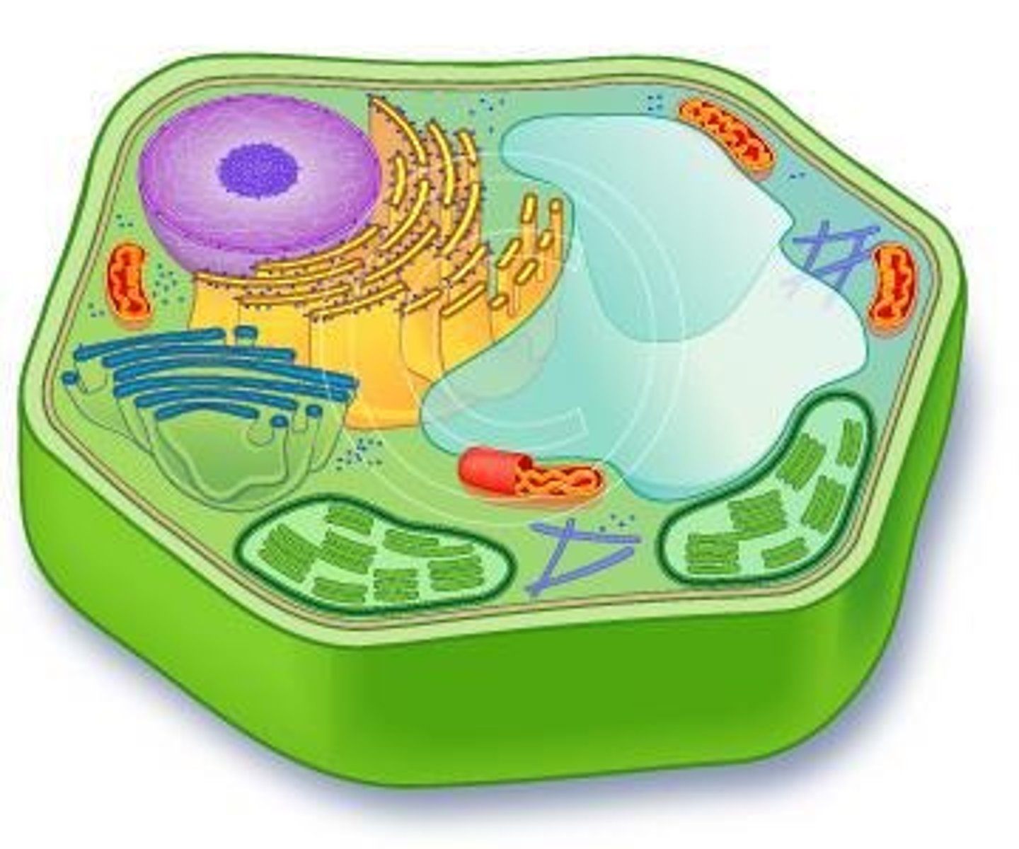 <p>- store nutrients and waste products</p><p>- help maintain turgor pressure in plant cells</p>