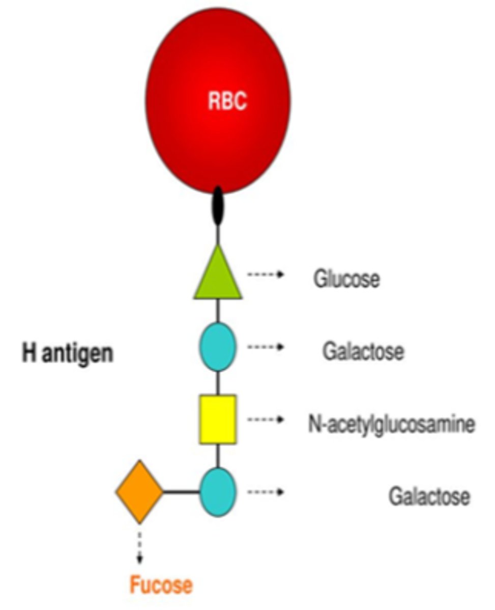 <p>Which antigen is formed?</p>