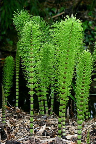 <p><span><strong><em>Equisetum</em>, a horsetail</strong></span></p><p></p>
