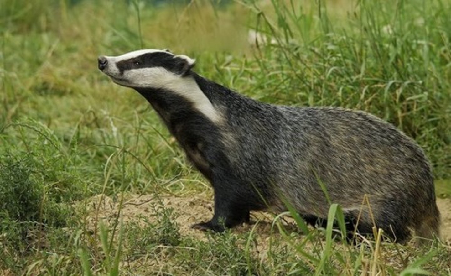 <p>a badger</p>