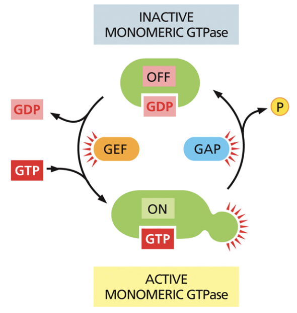 <ul><li><p>Enables GDP hydrolysis, causing a phosphate to fall off and for GDP to bind to the protein. </p></li><li><p>Makes g-proteins go from on —> off</p></li></ul><p></p>