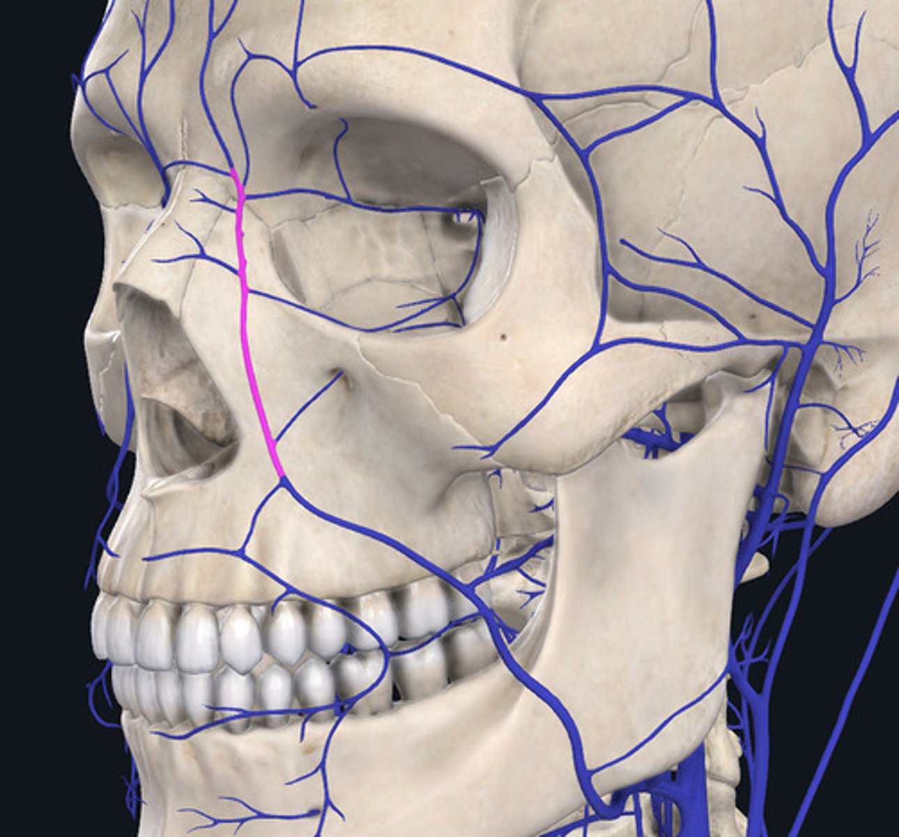 <p>angular vein</p>