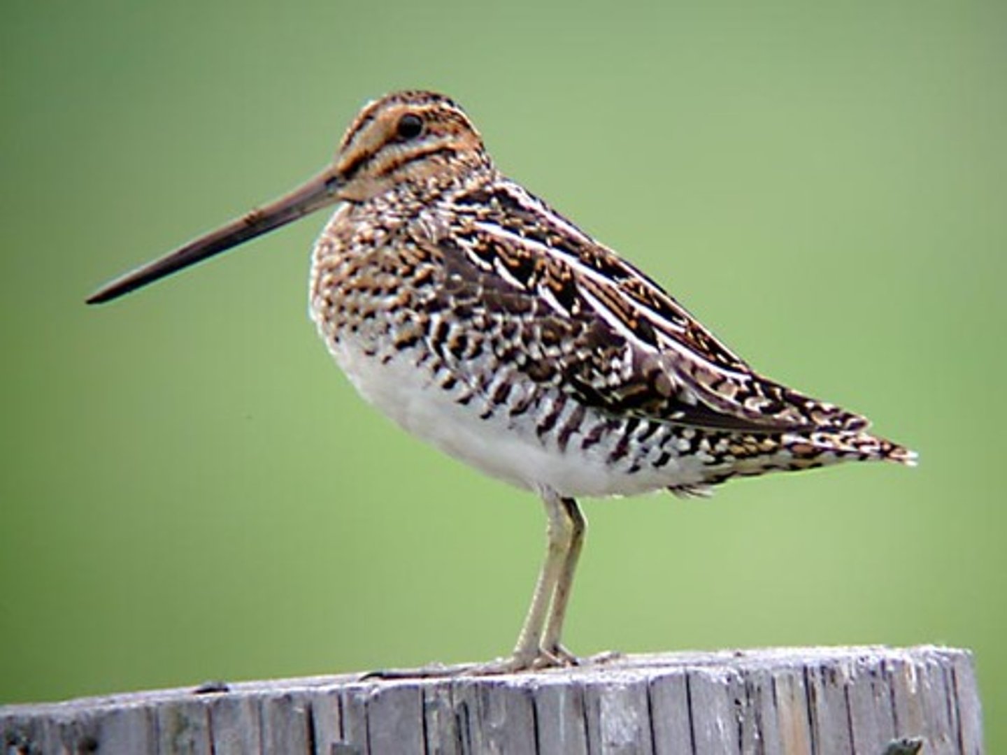<p>Charadriiformes</p><p>Scolopacidae</p>