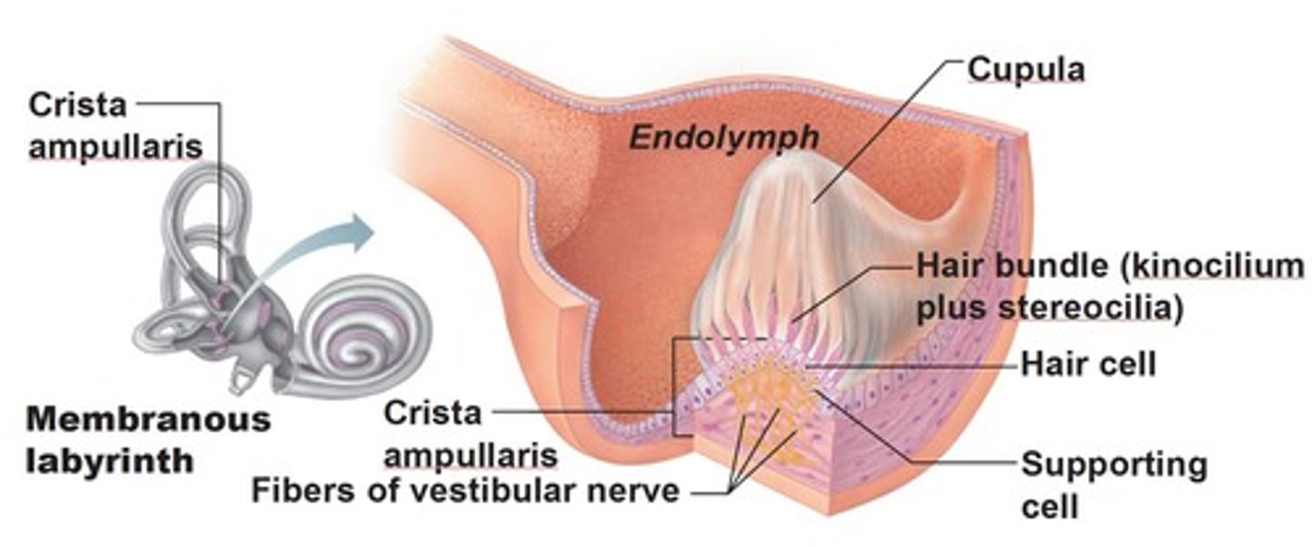 <p>A specialized receptor located within the semicircular canals that detects head movements</p>