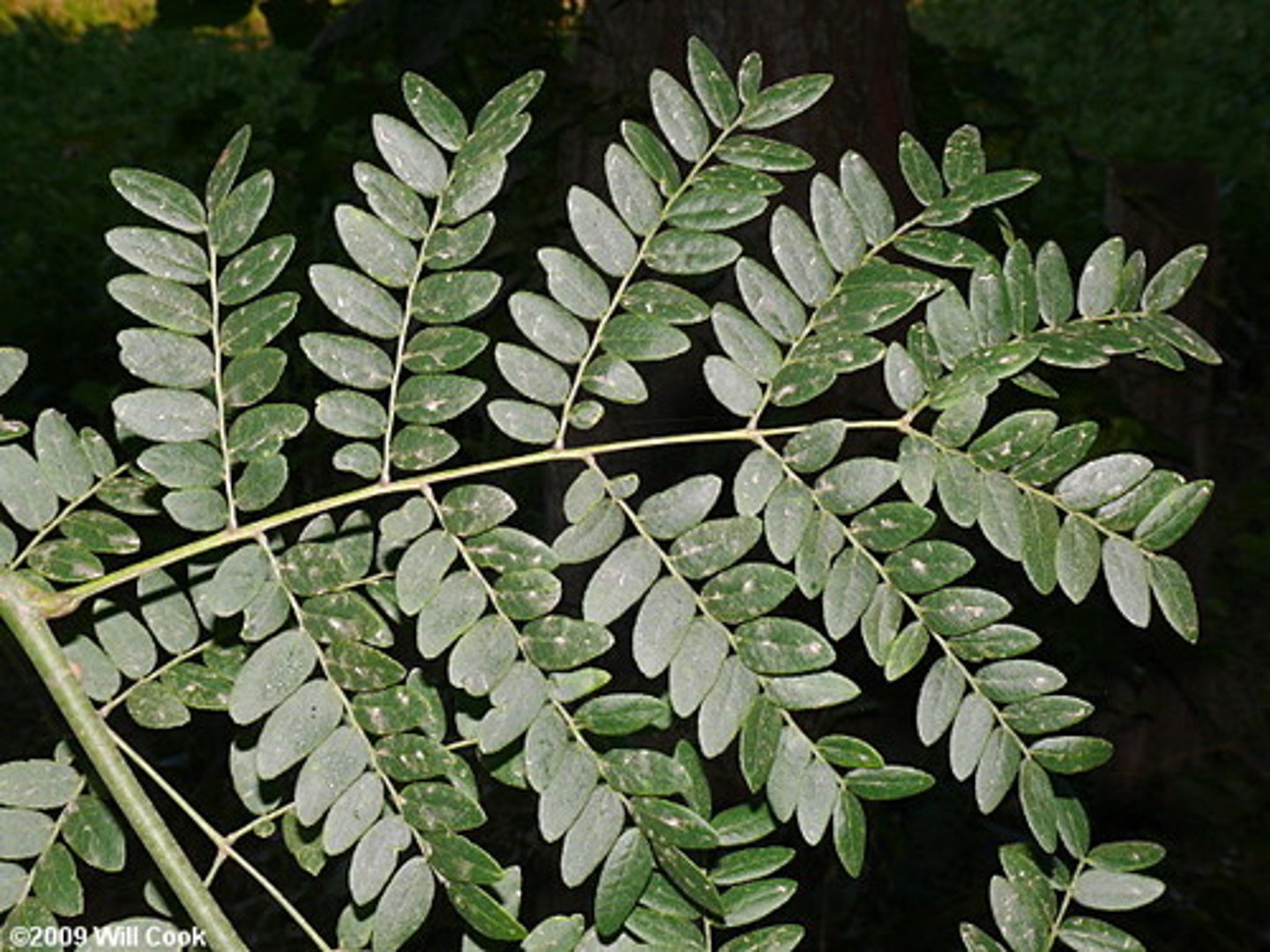 <p>leaflets of a pinnately compound leaf that is subdivided into still smaller leaflets</p>
