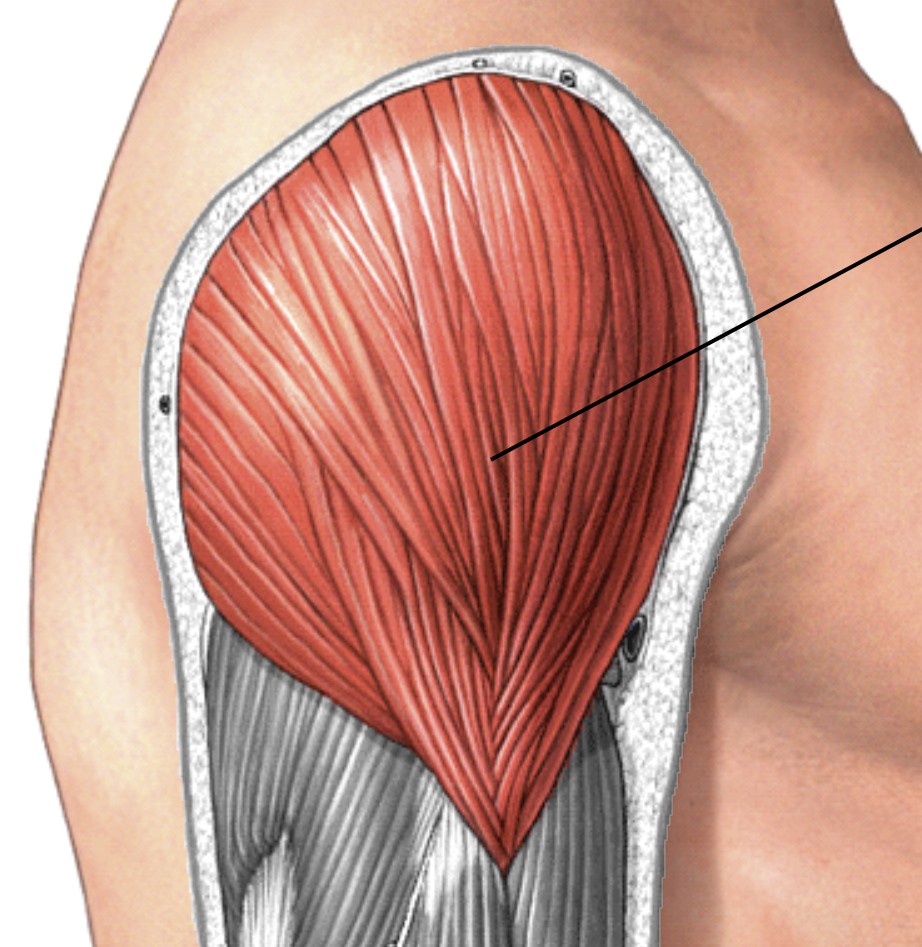 <p>Which muscle of the humerus/shoulder is:</p><ul><li><p>Attached to scapula (posterior), acromial (middle), clavicular (anterior)</p></li><li><p>Action: abducts arm (A = hort flex, P = hort ext)</p></li><li><p>Nerve: axillary</p></li></ul><p></p>