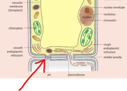 <p>very thin regions of the cell wall which facilitates transport of substances between other plant cells</p>