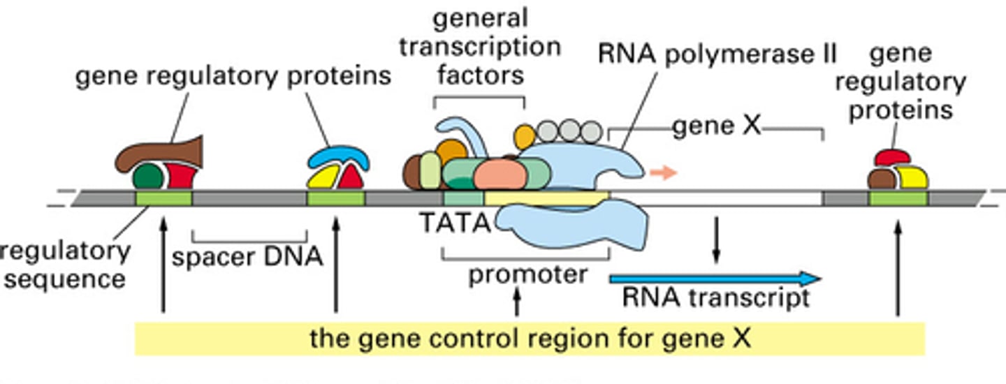 <p>Transcription factors (TFs)</p>
