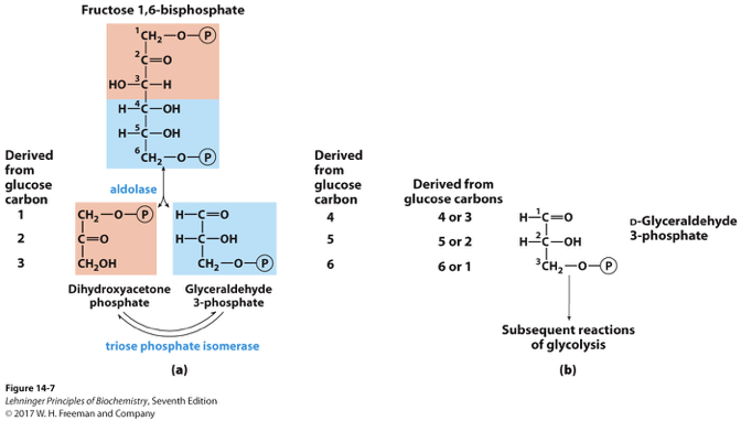 <p>in glycolysis involves their conversion into pyruvate, with the production of ATP and NADH as energy carriers. </p>