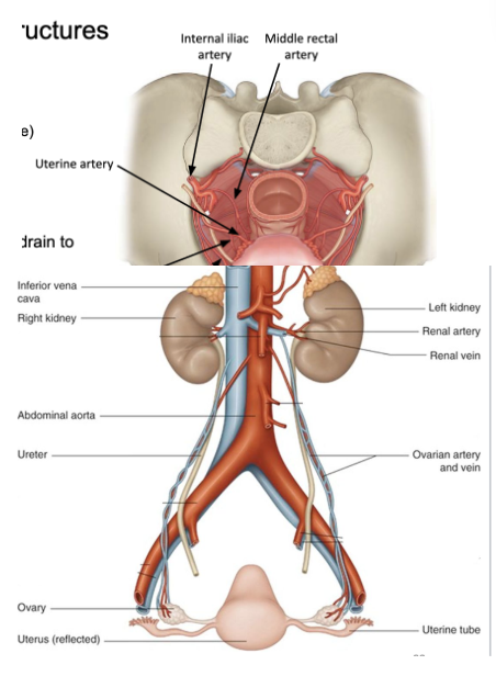 <ul><li><p><span style="background-color: transparent;"><u><span>internal iliac artery</span></u><span> gives off many branches to supply blood to pelvic structures&nbsp;</span></span></p><ul><li><p><span style="background-color: transparent;"><u><span>vesical artery</span></u><span> - to bladder (and prostates)</span></span></p></li><li><p><span style="background-color: transparent;"><u><span>uterine artery</span></u><span> - to uterus</span></span></p></li><li><p><span style="background-color: transparent;"><u><span>vaginal artery</span></u><span> - to vagina</span></span></p></li><li><p><span style="background-color: transparent;"><u><span>middle rectal artery</span></u><span> - to rectum</span></span></p></li></ul></li><li><p><span style="background-color: transparent;"><span>each has corresponding veins that drain into the IVC</span></span></p></li></ul><ul><li><p><span style="background-color: transparent;"><u><span>ovarian (gonadal) artery</span></u><span> - from abdominal aorta, supply ovaries</span></span></p></li><li><p><span style="background-color: transparent;"><u><span>ovarian (gonadal) vein</span></u><span>&nbsp;</span></span></p><ul><li><p><span style="background-color: transparent;"><span>left joins left renal vein</span></span></p></li><li><p><span style="background-color: transparent;"><span>right joins IVC</span></span></p></li></ul></li><li><p><span style="background-color: transparent;"><span>similar pattern to testicular arteries and veins but stay inside pelvis</span></span></p></li><li><p><span style="background-color: transparent;"><span>when ovarian arteries and veins covered in peritoneum, called </span><u><span>suspensory ligament</span></u></span></p></li></ul><p></p>