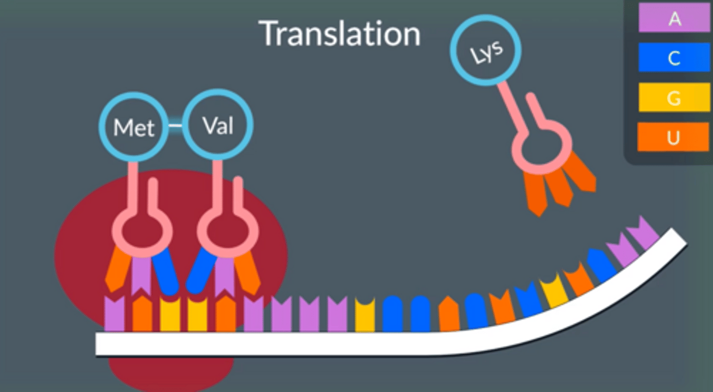 <p>1. After splicing, mRNA goes to RER, a ribosome attaches at the start codon. It moves along one codon at a time.</p><p>2. There are around 60 different tRNA molecules which attach to an amino acid at one end and have an anticodon on the other end which is complementary to a specific codon.</p><p>3. When the ribosome moves to a codon, the tRNA with a complementary anticodon moves to it bringing in the correct amino acid.</p><p>4. As the ribosome moves along, more amino acids are brought in to place by the complementary tRNA. The ribosome joins the amino acids together to form peptide bonds (via cond) using an enzyme and ATP (for energy)</p><p>5. This occurs until the ribosome reaches a stop codon, causing it to separate from the mRNA and release the polypeptide.</p>