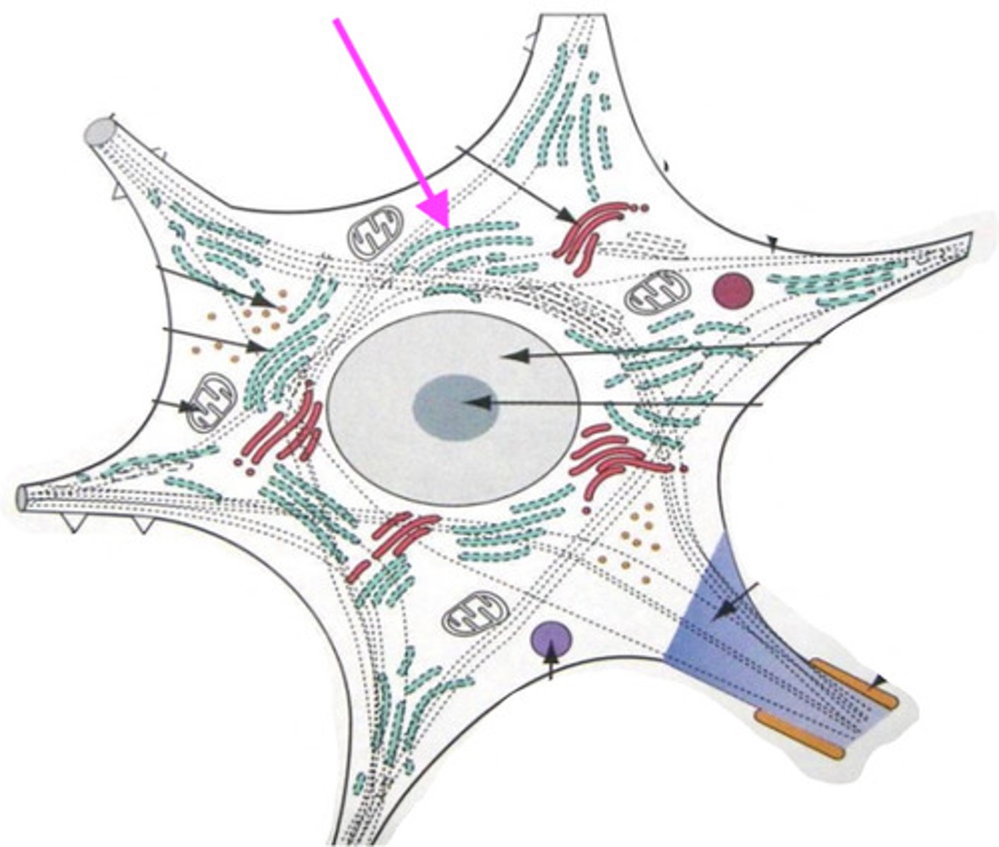 <p>what is this organelle?</p>