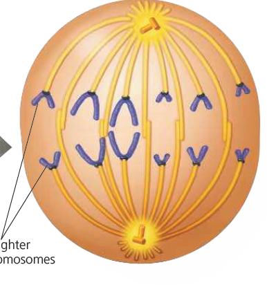 <p>Anaphase</p>
