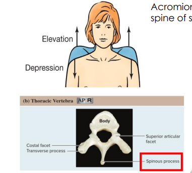 <p>trapezius m.</p>