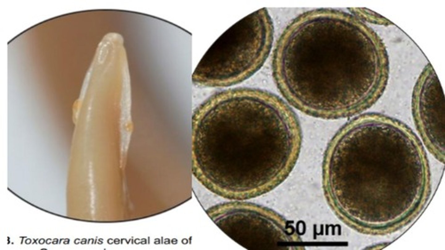 <p>Roundworm that infects the SI of domestic/wild canids</p><p>-Cervical alae are similar to Toxascaris leonina</p><p>*Ovoid eggs with a bumpy outer surface & less spacious interior than to Toxascaris leonina</p><p>*Transplacental transmission is a significant transmission route</p>