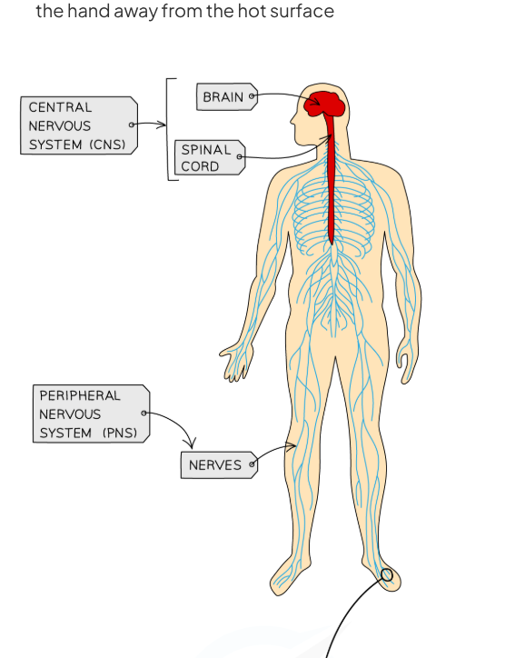 <p>central nervous system (CNS) - brain and spinal cord</p><p>peripheral nervous system (PNS) - all of the nerves in the body</p>