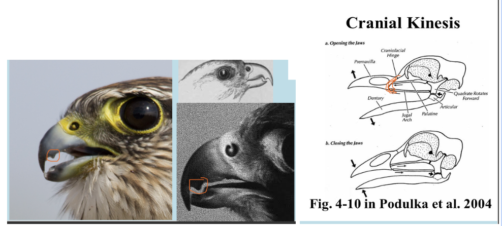 <ul><li><p>CRANIAL KINESIS; the upper beak moves up and down from the braincase using a flexible set of ligaments, powerful joint and muscles.  - TOMIAL TOOTH; is a protrusion the tomial edge of the upper jaw often matched by a mandibular notch, in the lower mandible, thought to be used to deliver the killing blow to prey. Found in falcons, kites, and accipiters</p></li></ul>