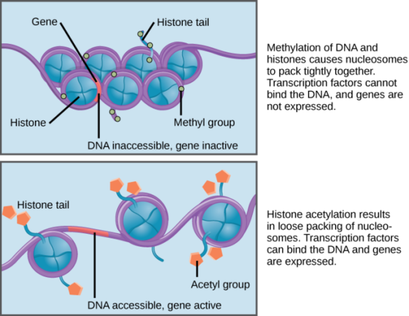 <p>genes being “turned on”</p>