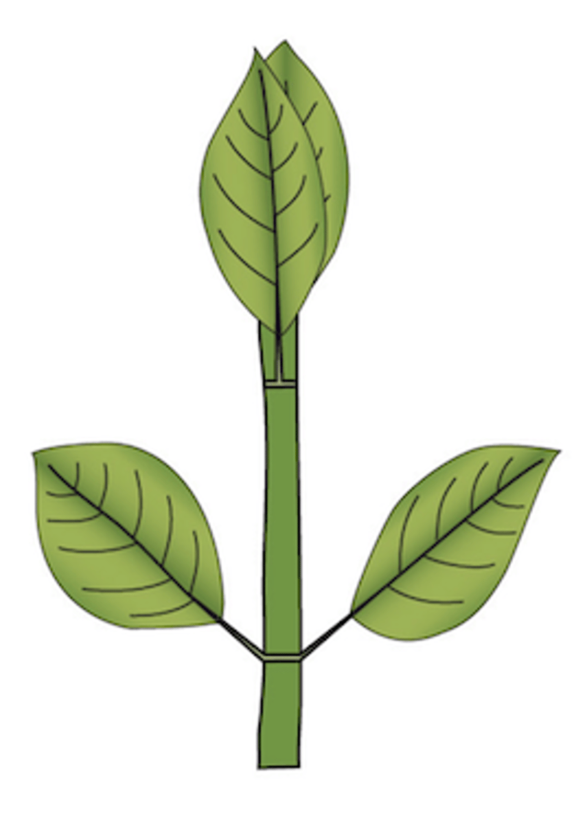 <p>What type of leaf arrangement does this plant display?</p>