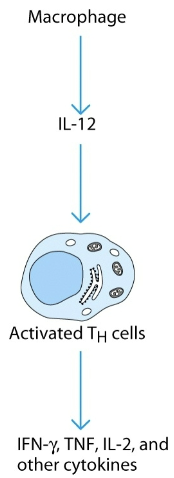 <p>effect of one cytokine induces the target cell to produce a cytokine, which acts on other target cells to produce cytokines</p>