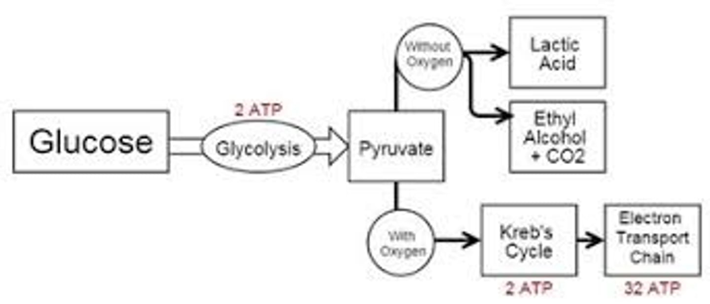 <p>(A) Glycolysis</p><p>Glycolysis is conducted during aerobic respiration and anaerobic respiration. The linking step (pyruvate dehydrogenase (PDH) step), Kreb's cycle and electron transport chain are only conducted during aerobic respiration when O2 is available.</p><p>Struggling to memorize the metabolic pathways (such as glycolysis and beta-oxidation)? Learn them like the back of your hand using Andrew's Metabolic Pathways Mastery Course @ https://mcatselfprep.com/course/andrews-metabolic-pathways-mastery-course/</p>