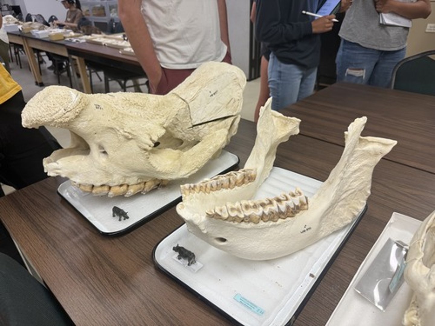 <p>Family, Order, Infraclass, Subclass</p><p>-protruding nasal bone</p><p>-large cresting bone</p><p>-wide, blunt teeth</p>