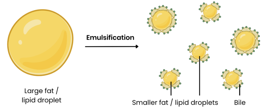 <ul><li><p>Bile salts (produced by liver) emulsify lipids, causing them to form smaller lipid droplets. </p></li><li><p>This increases surface area of lipids for increased/ faster lipase activity. </p></li><li><p>Lipase (made in pancreas) hydrolyses lipids (e.g. triglycerides) → monoglycerides + fatty acids. </p></li><li><p>Hydrolysis of ester bond. </p></li></ul><p></p>