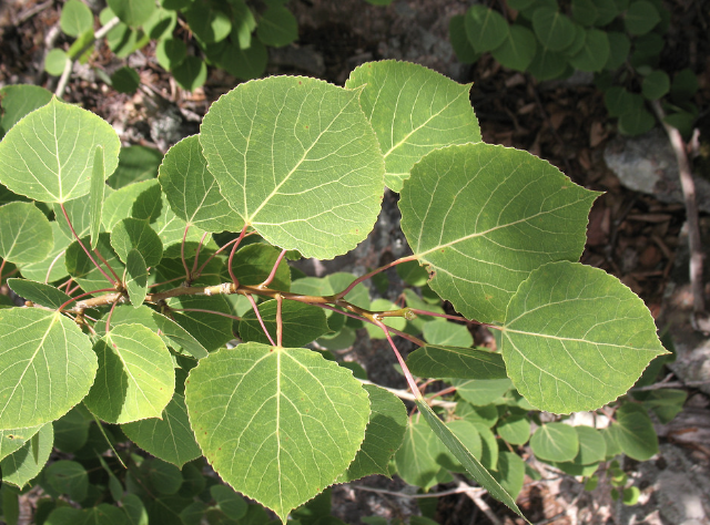 <ul><li><p>clone themselves (they are one big organism)</p></li><li><p>long flattened petioles (part that connects leaf to the stem)</p></li><li><p>have the ability to move the leaves towards/away from the sun</p></li></ul><p></p>