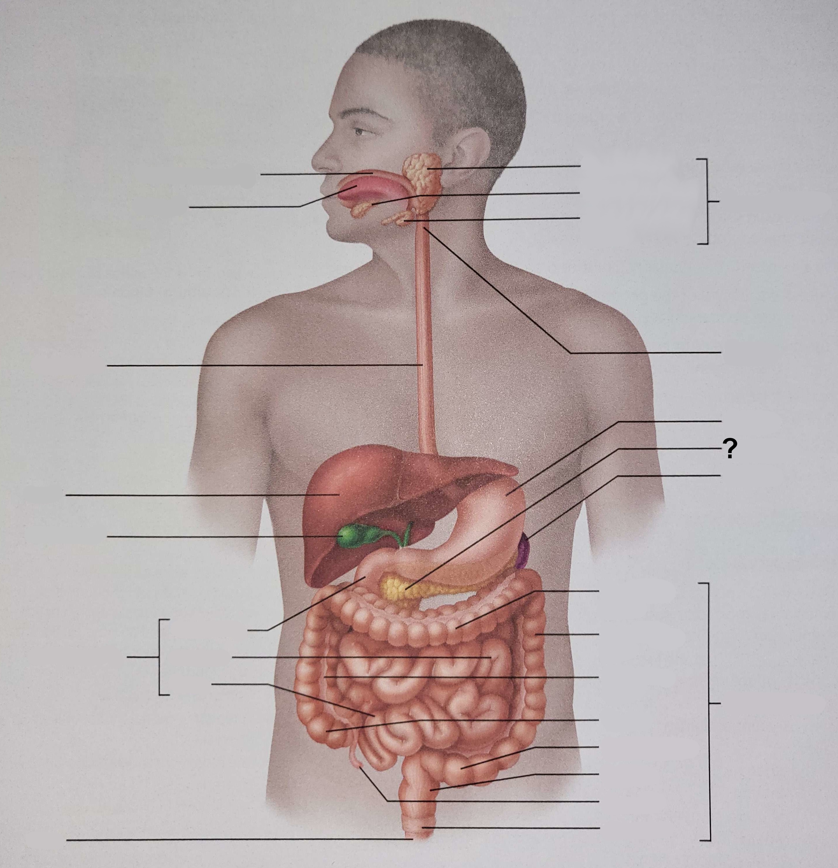 <p>Name the indicated structure.</p>
