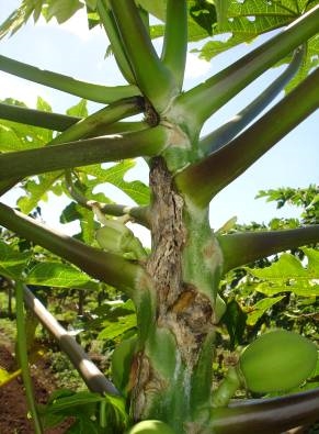 <p>Bacterial, stem, and crown rot</p>