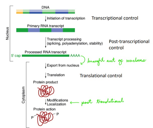 <p>In the nucleus:</p><p>Transcriptional control</p><p>Post transcriptional control</p><p></p><p>Out of nucleus:</p><p>Translational control</p><p>Post translational control</p>