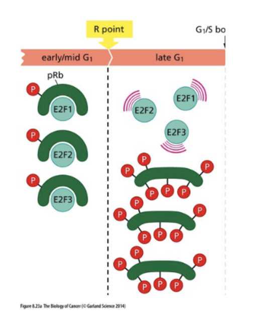 <p>E2F = transcription factor of S phase proteins</p><p>bond to Rb = inactive</p><p>unbound = active transcription</p>