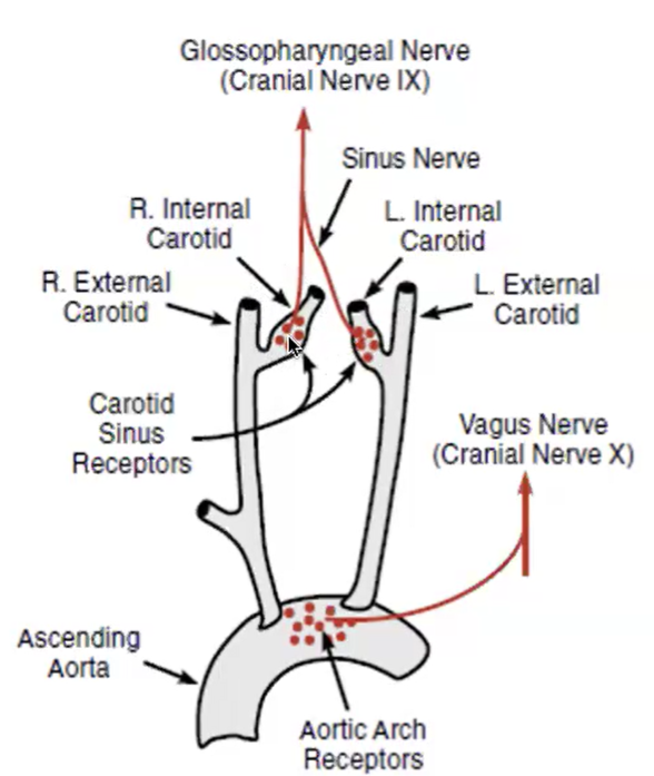 <ul><li><p><strong>Baroreceptors: </strong>respond to <strong><em>changes in stretch</em></strong> </p><ul><li><p>increased stretch → increased firing of sensory nerves </p></li><li><p>decreased stretch → decreased firing of sensory nerves </p></li></ul></li></ul><p></p><ul><li><p>located at 2 major sites </p><ul><li><p><strong>1. wall of aortic arch</strong> → sensory nerve = vagus nerve </p></li><li><p><strong>2. carotid sinus</strong> → sensory nerve = glossopharyngeal nerve </p><ul><li><p>all sensory input going to the medulla oblongata</p></li></ul></li></ul></li></ul><p></p>