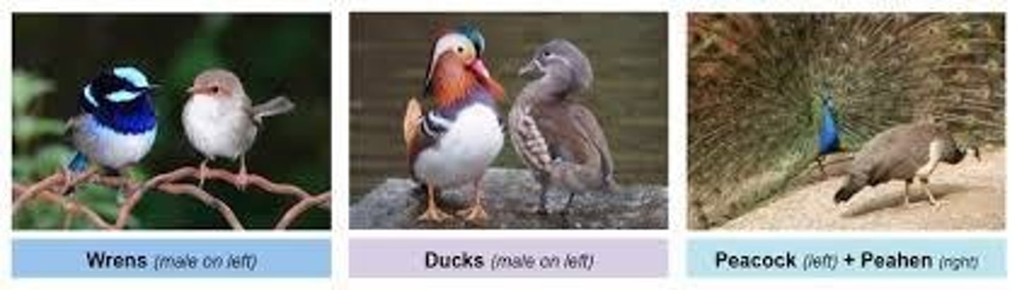 <p>Differences between male and female species.</p>