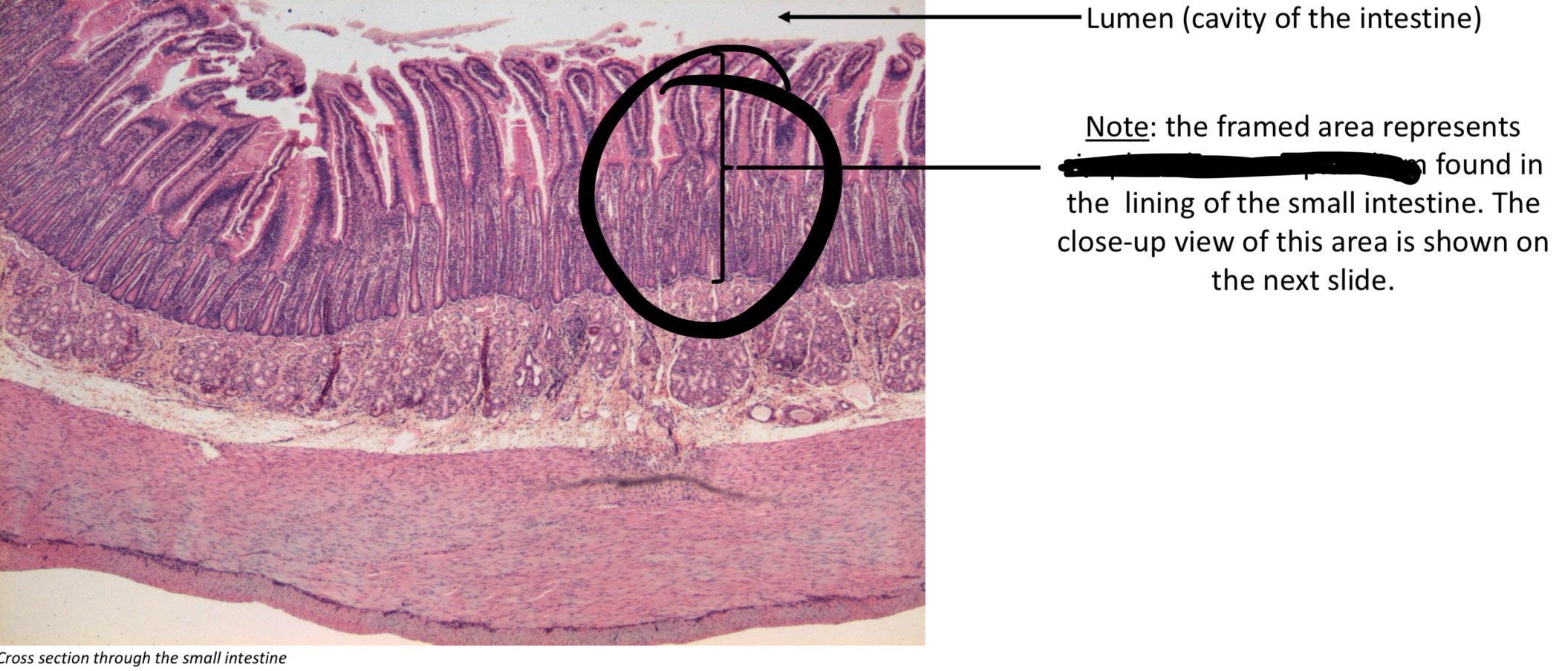term image