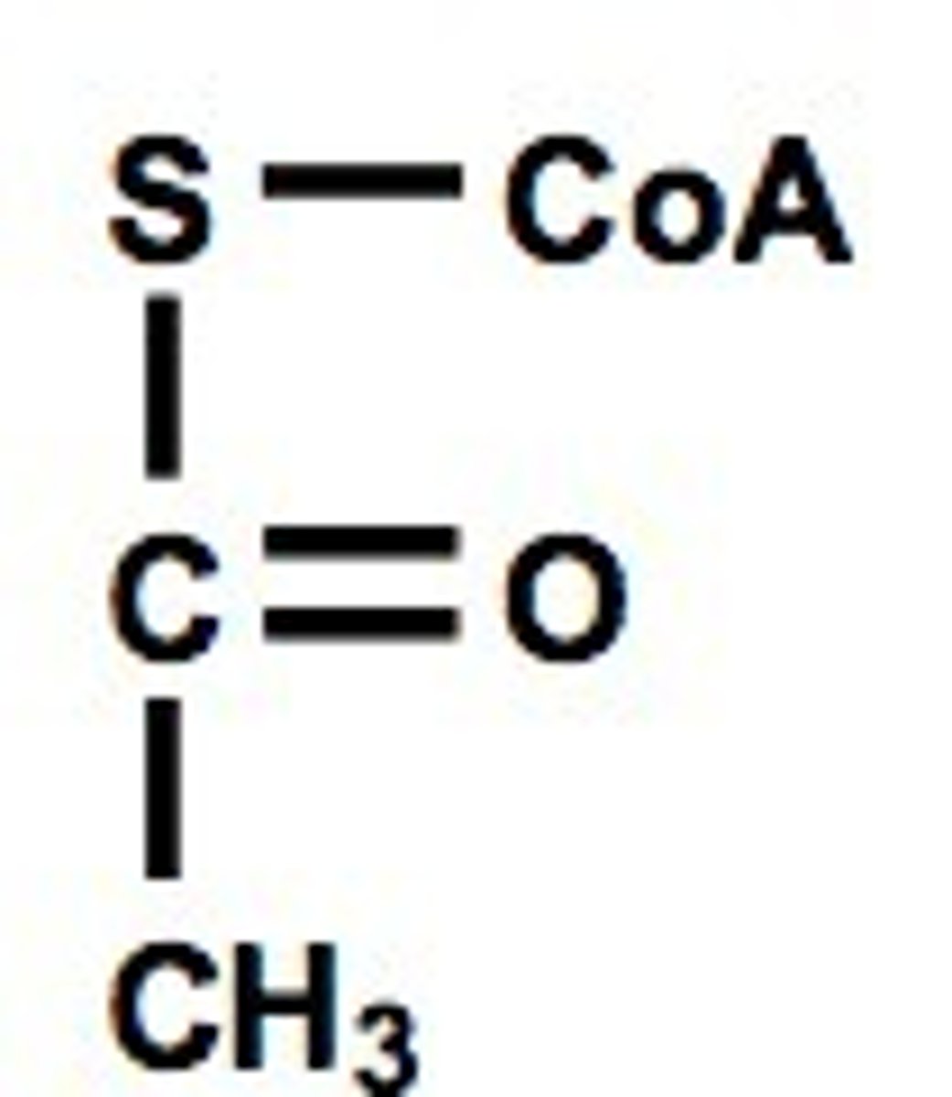 <p>A 2-carbon compound that results when pyruvate acid is broken down in the presence of oxygen</p>