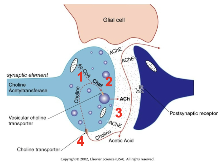 
1. Made by Chat in the neuron
2. packaged into vesicles by choline transporter
3. released into synapse
4. action is terminated by ACh esterase (AChE) that splits ACh into choline and acetic acid
5. Neuron takes up the choline with choline transporter

\
GLIAL CELLS NOT USED FOR REUPTAKE