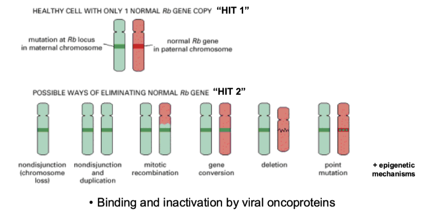 <p><span style="background-color: inherit; line-height: 22px; color: windowtext;"><span>Crossover events- causing 2 faulty copies not 1</span></span><span style="line-height: 22px; color: windowtext;"><span>&nbsp;</span></span></p><p><span style="background-color: inherit; line-height: 22px; color: windowtext;"><span>Viruses produce viral proteins that bind to tumour suppressor genes and knock them out- not genetic&nbsp;</span></span><span style="line-height: 22px; color: windowtext;"><span>&nbsp;</span></span></p>
