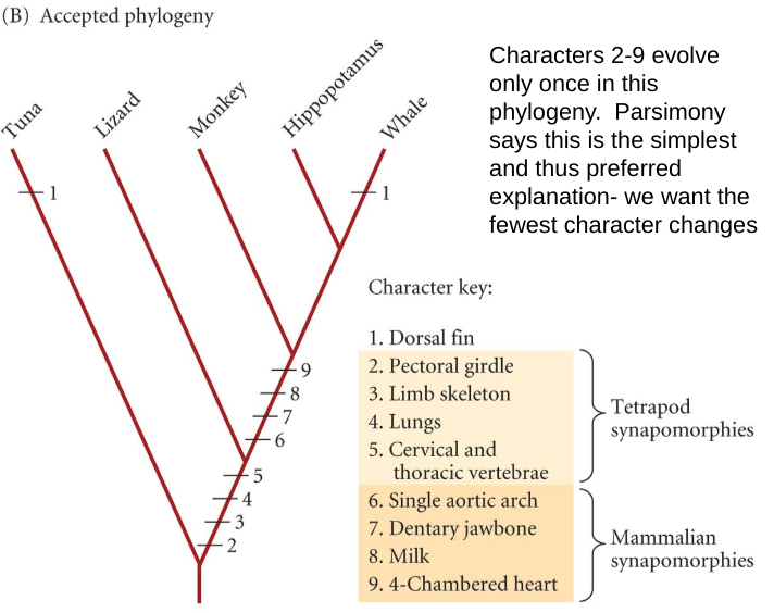 <p><span>the simplest explanation is preferred</span></p>