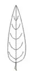 <p>outline</p>