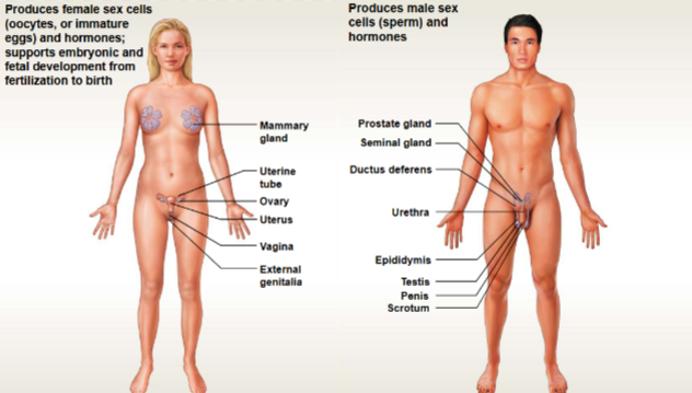<p>This system contains: Reproductive organs</p><ul><li><p>Functions: continuation of species</p></li></ul><p></p>