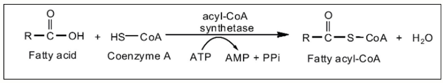 <p><strong><u>Enzyme:</u></strong><span style="color: #39de21"> <strong>Acyl-CoA synthetase </strong></span></p><p><strong><u>FA need to be activated first because:</u></strong> <span style="color: #39de21"><strong>FA</strong></span><strong> </strong>are <span style="color: #39de21"><strong>inert</strong></span><strong> </strong></p><p><strong><u>How activated:</u></strong> <span style="color: #39de21"><strong>Converted</strong></span><strong> </strong>to<span style="color: #39de21"> <strong>fatty acyl-CoA</strong></span><span style="color: #9800ff"><strong> </strong></span></p><p><strong><u>Requires:</u></strong> <span style="color: #39de21"><strong>ATP</strong></span><strong> </strong></p><p><strong><u>Equation:</u></strong> <span style="color: #39de21"><strong>Fatty acid</strong></span><strong> </strong>+ <strong>Coenzyme A </strong>+ <strong>ATP </strong>—> <span style="color: #39de21"><strong>Fatty acyl-CoA</strong></span><strong> </strong>+ <strong>AMP </strong>+ <strong>PPi </strong></p><p><strong><u>ATP converted to:</u></strong> <span style="color: #45dd14"><strong>AMP</strong></span><strong> </strong>which is equivalent to<span style="color: #20e61e"> <strong>2 ATP </strong></span></p>