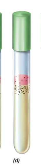 <p>Fluid Thioglycollate test- colonies are right below top layer</p>