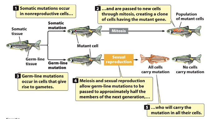 <p><strong>Somatic Mutations</strong><br> Occur in somatic (body) cells<br> Affect only the descendants of that cell<br> Not transmitted to offspring</p><p><strong>Germinal (Germ Line) Mutations</strong><br> Occur in germ-line (reproductive) cells<br> Transmitted to progeny through gametes</p>