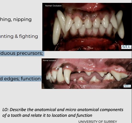 <p>grasping, pinching, scratching, nipping</p><p></p><p>“weapons” for tearing flesh during hunting &amp; fighting</p><p></p><p>Premolars rostral cheek teeth which have deciduous precursors; molars do not</p><p></p><p>Molars are flattened and triangular with jagged edges; function like serrated-edged blades</p><p></p><p>Shearing [esp. upper P4 &amp; lower M1]; grinding </p>