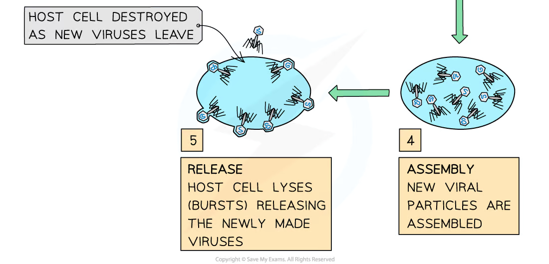 <ul><li><p>attachment proteins on the virus bind to complementary receptors on the host cell</p></li><li><p>viral DNA/RNA is injected into the host cell</p></li><li><p>host cell uses ribosomes to synthesize viral proteins and nucleic acids </p></li><li><p>new viral particles are assembled</p></li><li><p>the viral particles are released from the cell by cell lysis/budding</p></li><li><p>budding - cell membrane is converted to viral envelope</p></li></ul><p></p>