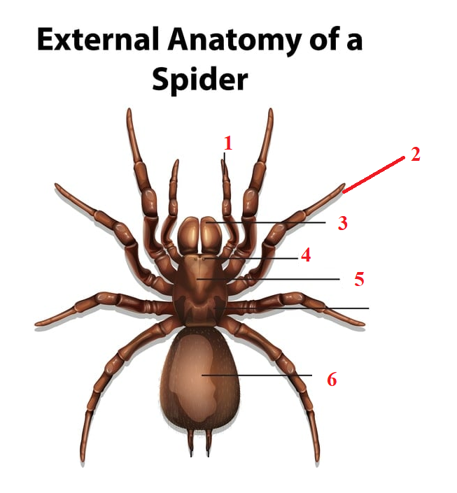 <p>Phylum?<br>subphylum?<br>Symmetry? Tissue type?<br>Cavity?<br><br>1/2/3/4/5/6?</p>