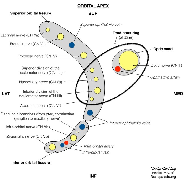 <p>What passes through the superior orbital fissure <strong>and</strong> the common tendinous ring?</p>