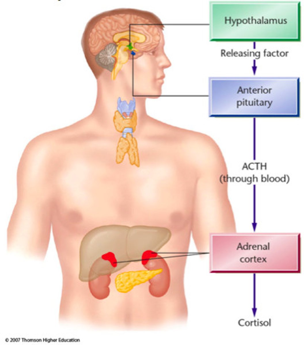 <p>a body system involved in stress responses</p>
